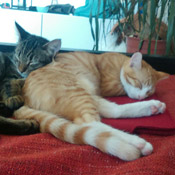 Cookie und Momo