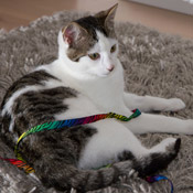 Kater Bubi