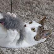 Kater Bubi