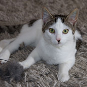 Kater Bubi