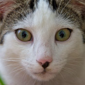 Kater Bubi