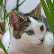 Kater Bubi
