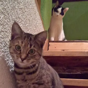 Lucy und Buddy