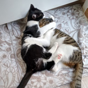 Luna und Pepper