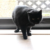 Vito