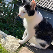 Der Kater hat ein neues Zuhause gefunden