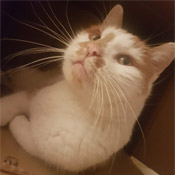 Kater Karlo hat ein neues Zuhause gefunden!