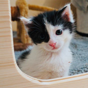 Anton eines von unseren sieben Katzenkindern hat ein Zuhause gefunden!