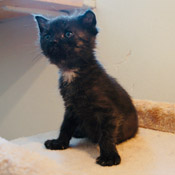 Mali eines von unseren sieben Katzenkindern hat ein Zuhause gefunden!