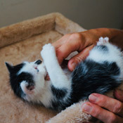 Pünktchen eines von unseren sieben Katzenkindern hat ein Zuhause gefunden!