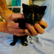Sieben Katzenkinder haben ein Zuhause gefunden!