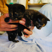 Sieben Katzenkinder haben ein Zuhause gefunden!