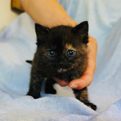 Sieben Katzenkinder haben ein Zuhause gefunden!