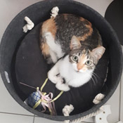 Pinti hat ein neues Zuhause gefunden!