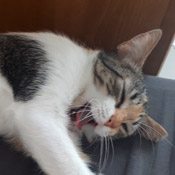 Pinti hat ein neues Zuhause gefunden!