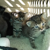 Fünf Katzenbabys im Berufsförderungswerk in Bad Vilbel aufgefunden!