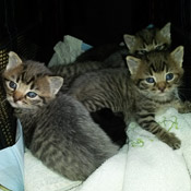 Fünf Katzenbabys im Berufsförderungswerk in Bad Vilbel aufgefunden!