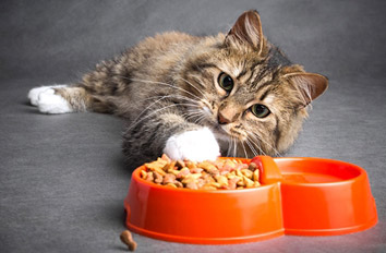 Dringend Futterspenden benötigt